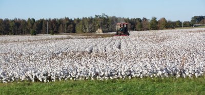 We're in cotton country - more of that tomorrow.
