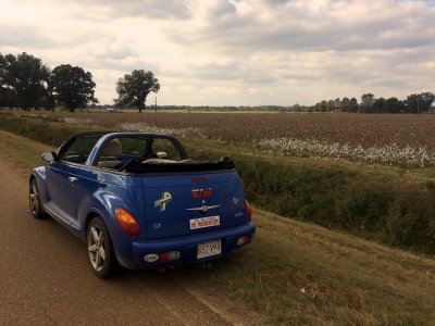 Cotton fields in the delta near Avalon