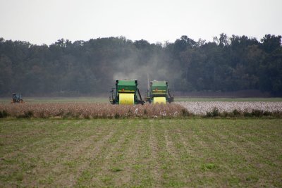 Cotton harvest in progress