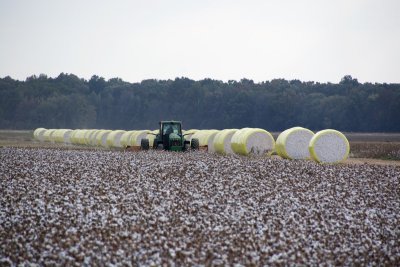 The cotton bales are lined up at the edge of the fields