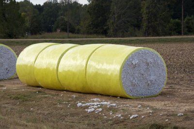 These are maybe five feet tall, about the size of the familiar white hay bale marshmallows