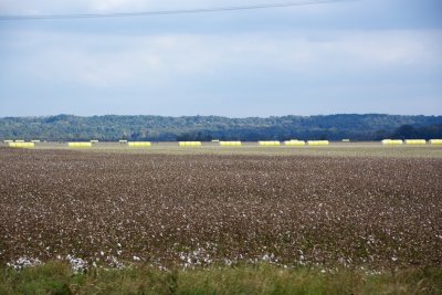 Yellow bales hit by sun