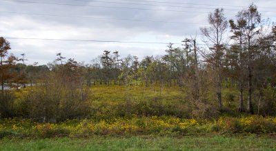 Yazoo delta swamps