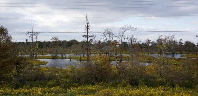 Yazoo delta swamps