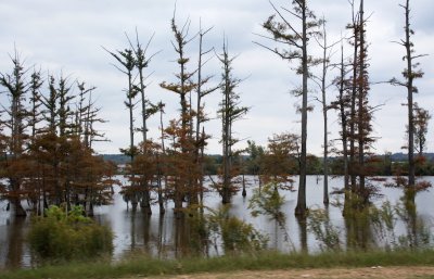 Yazoo Delta cypress swamp