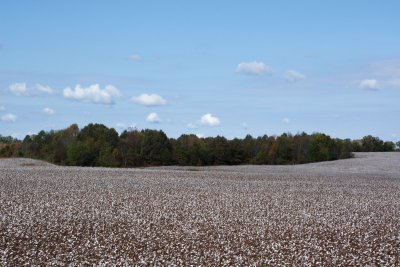 Cotton country