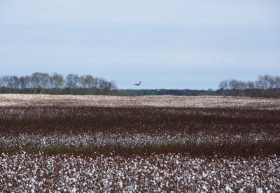 Northern Harrier flying over cotton fields along the Trace