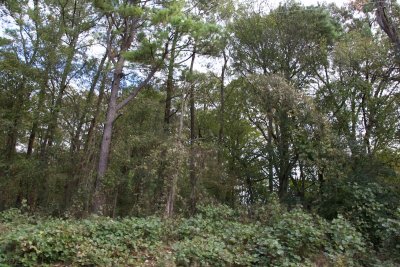 Kudzu!