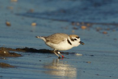 banded Snowy Plover