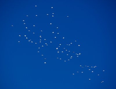 100 White Pelicans above Carrabelle