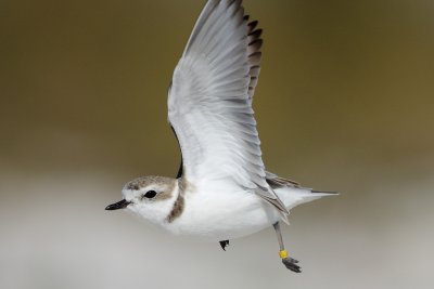 banded Snowy Plover