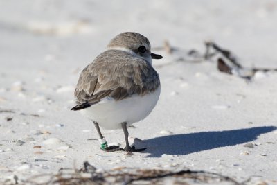 banded Snowy Plover