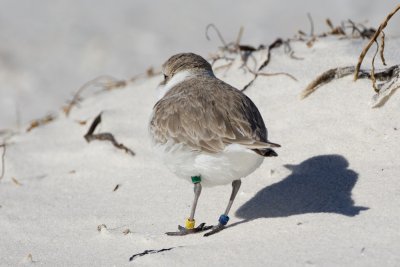 banded Snowy Plover