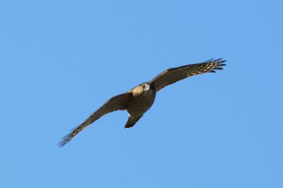 Cooper's Hawk, fiercer than a harrier
