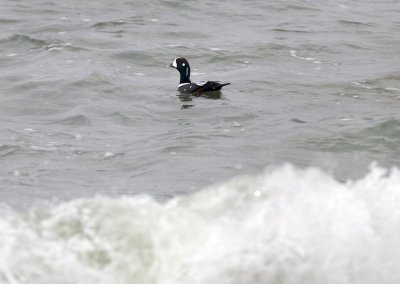 Harlequin Duck male, Gooseberry Neck 