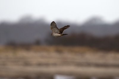 Cooper's Hawk, Gooseberry Neck