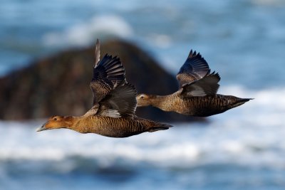 Common Eiders, Gooseberry Neck