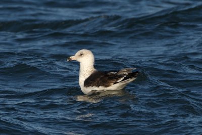 pretty sure this is a great black-backed gull, not a lesser.