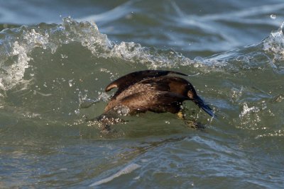 Harlequin Duck diving, Gooseberry Neck