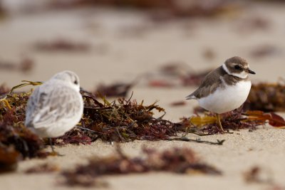 late Semipalmated Plover, Gooseberry Neck