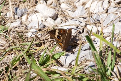 a Common Buckeye on the levee