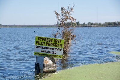 Bayou Bienvenue by the lower ninth