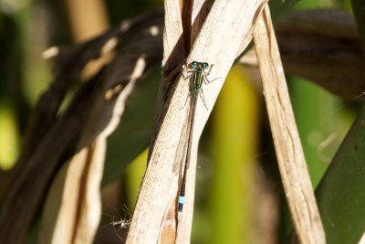 This little guy is a Rambur's Forktail
