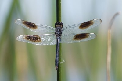 and this is a Four-Spotted Pennant