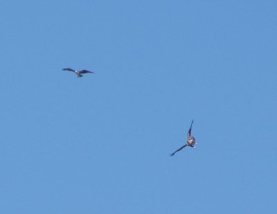 We watched an osprey (left) try to run off a 2nd-year bald eagle (right)