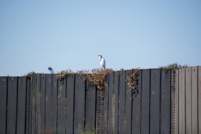 a great egret on the bayou wall
