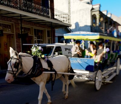 Mule-drawn carriage