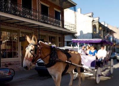 Mule-drawn carriage