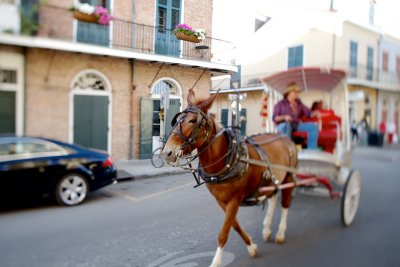 Mule-drawn carriage
