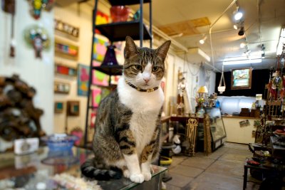 NOLA shop cat