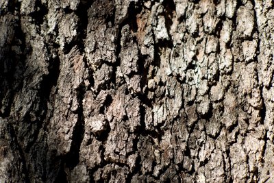 Live oak bark, Magazine St