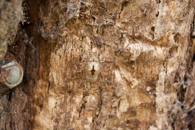 shed insect skin 