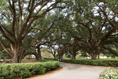 less ancient live oaks in the rear of Oak Alley Plantation