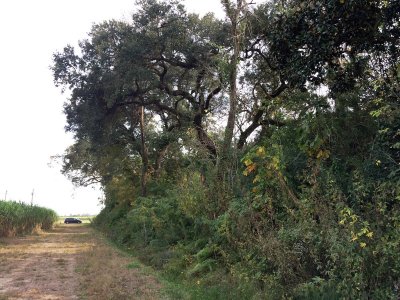 edge of the plantation site, with our getaway car