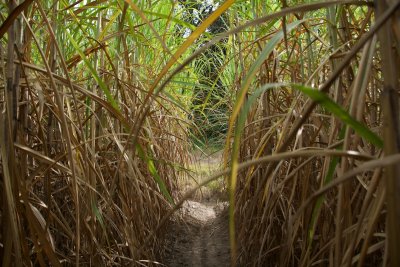 Cane field