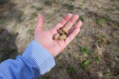 Pecans growing wild