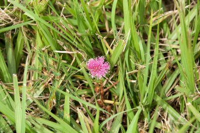 flower in the grass on the levee