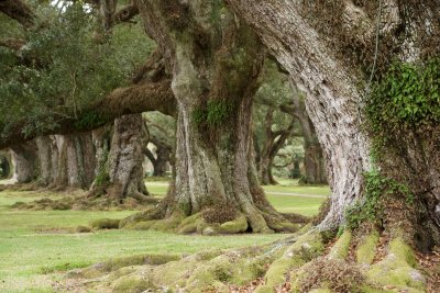 Oak Alley Plantation