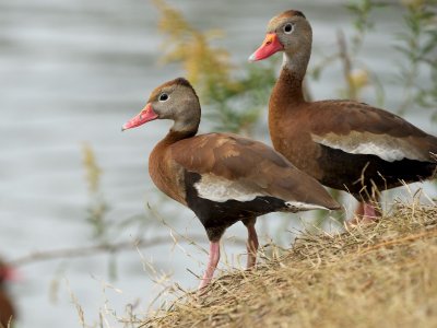 Black-Bellied Whistling-Ducks at Audubon Park
