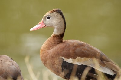 Black-Bellied Whistling-Ducks at Audubon Park