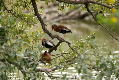 Black-Bellied Whistling-Ducks at Audubon Park