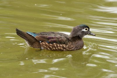 Wood Duck female at Audubon Park