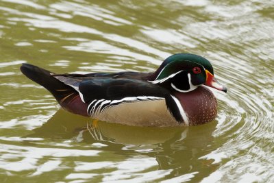 Wood Duck male at Audubon Park