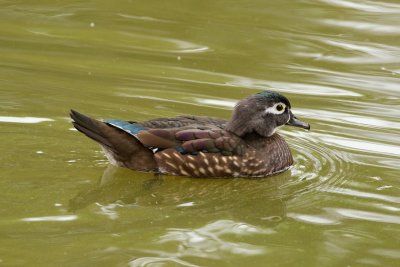 Wood Duck female