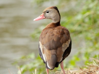 Black-Bellied Whistling-Duck