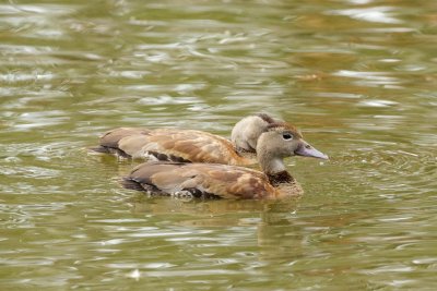 Black-Bellied Whistling-Duck juvenile